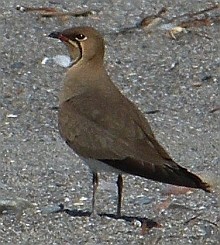 Collared Pratincole - Glareola pratincola © Teresa Farino